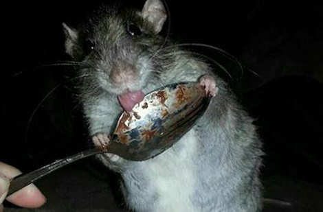 Mouse Licking Spoon